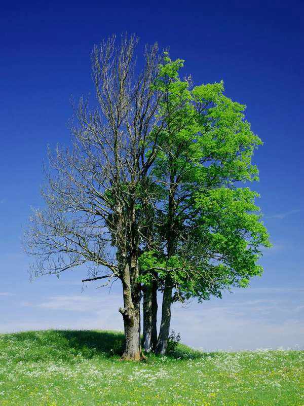 Need to cut down dead tree