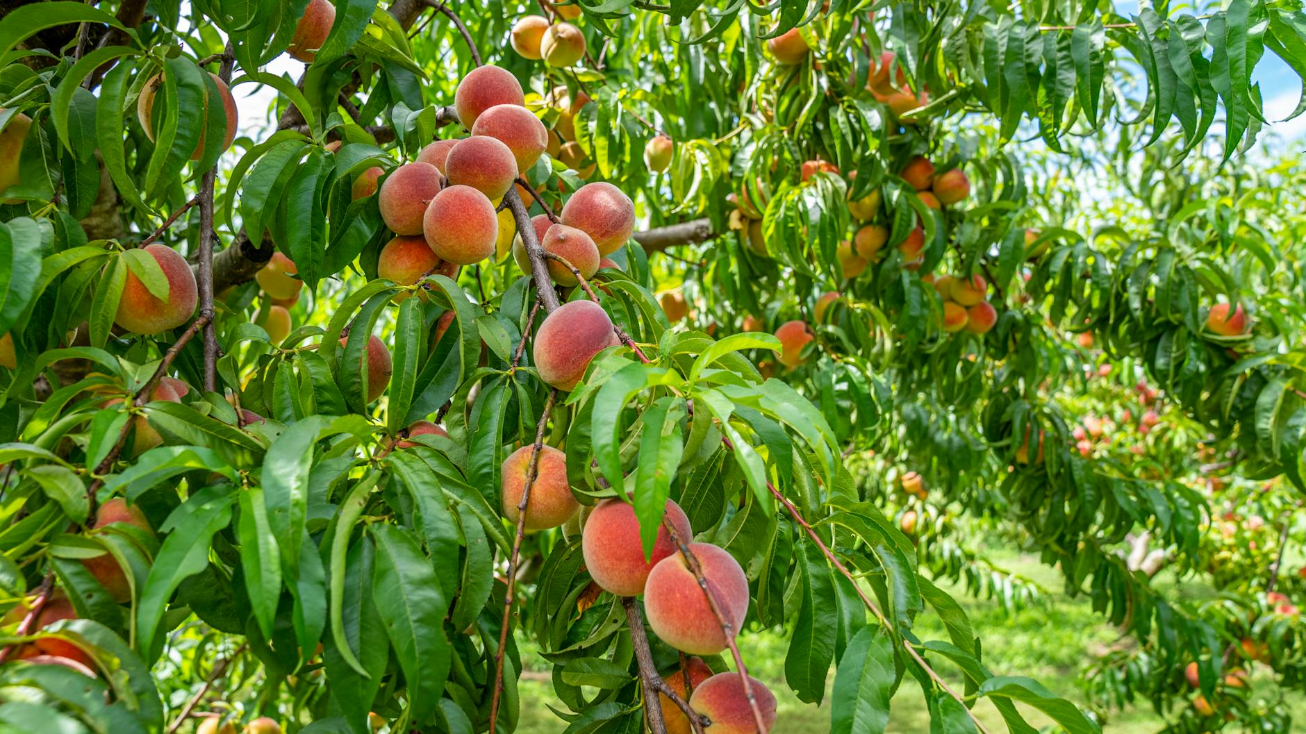 Peachtree Spring/Summer Support