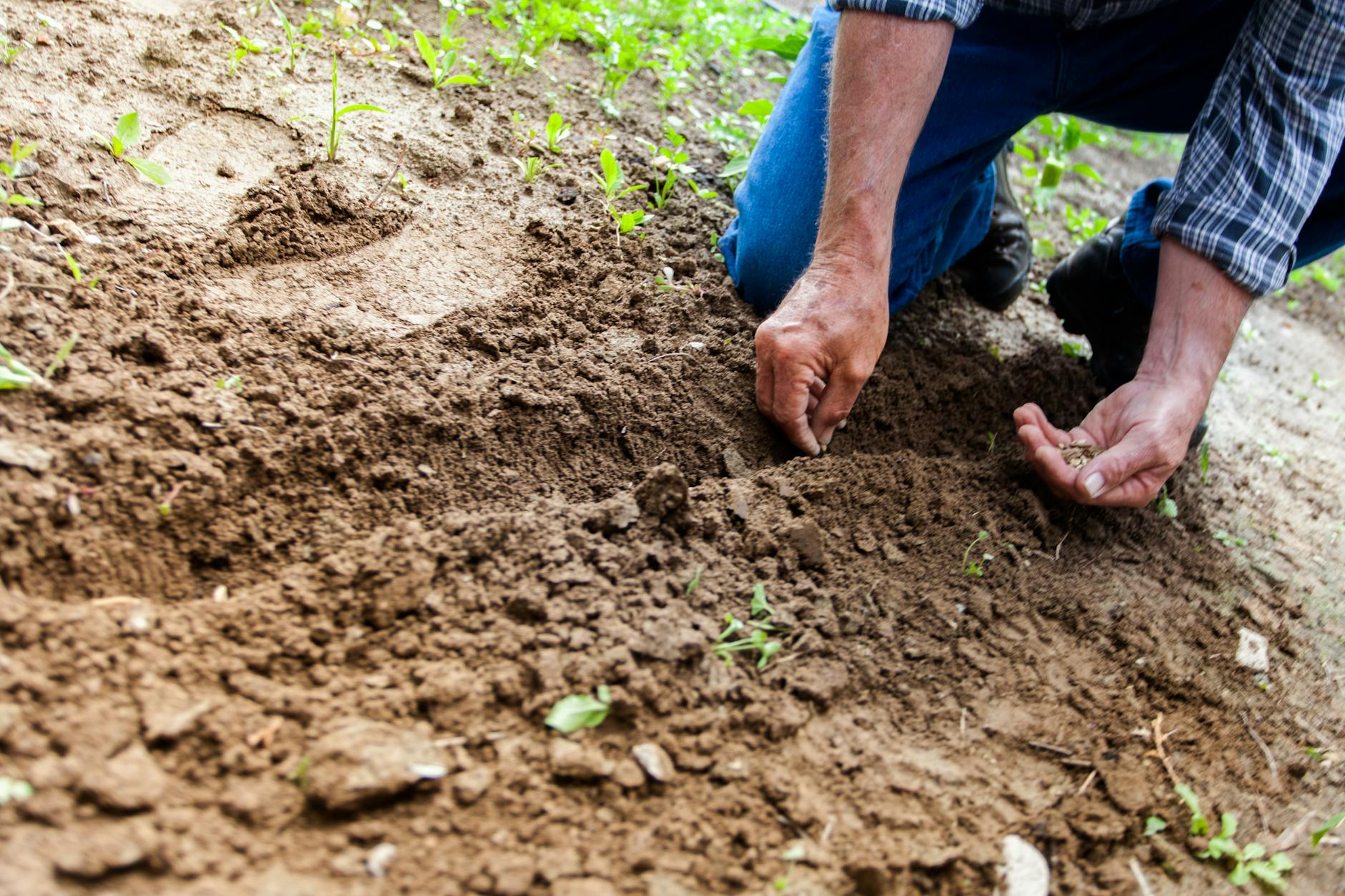 Items we’re considering Planting